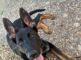 6 month old male german shepherd