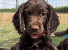 Fully dna health tested Sprocker Puppies