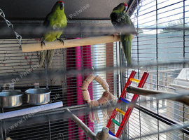 2 young male kakariki.