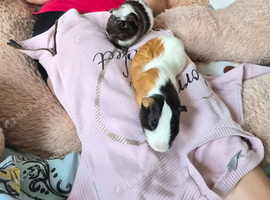 Guinea pigs for sale