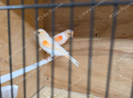 Red mosaic canaries