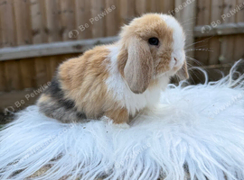 Mini lop doe