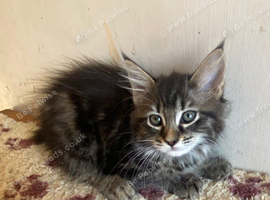 Half Maine Coon Kittens