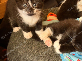 2 lovely kittens ready 23rd July