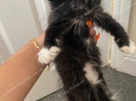 Small kitten