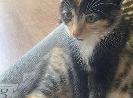 Lovely little Calico girl