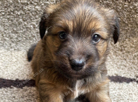 Jack Russell puppies