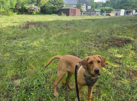 8 month Boy lab for stud!