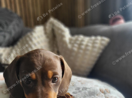 ​ Micro-Chipped & Fully Vet-Checked Miniature Dachshund Boys &ndash; Ready This Weekend!