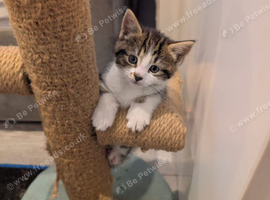 Kitten