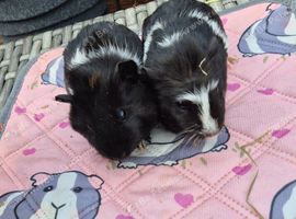Baby Sister Female Guinea Pigs