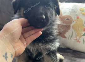 German Shepherd.