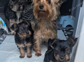 ANMACO Pups KC Ped Toy & Miniature READY TO GO