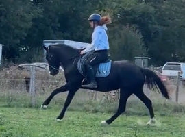 Black hackney mare