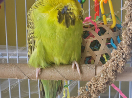 5 months male show budgie