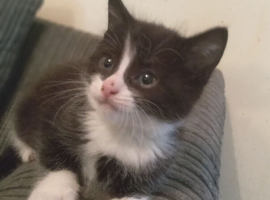 Baby Kitten Available Now !