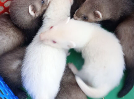 Ferret kits