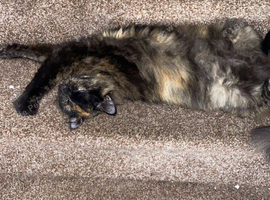 4 year female fluffy cat