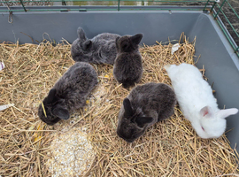 Mini lop ear bumnies