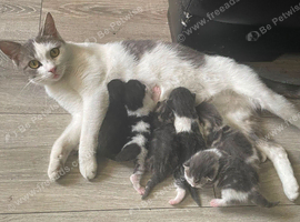 Kittens