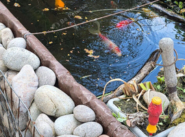 goldfish, shubunkin, orfe, mirror carp