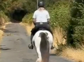 SD Cob Gelding 12hh