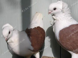 RARE FANCY GERMAN OWL PIGEONS