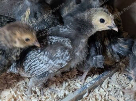 Serama X polish off heat chicks