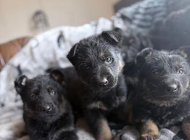 German shepherd puppies
