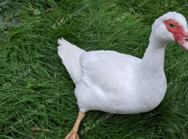 Pure white muscovy female