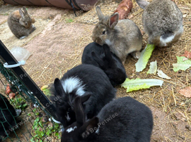 Mini Rex x Lionhead Bunnies.