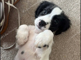 Having to rehome our puppie