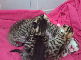 Couple day old kittens