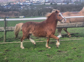 Attractive section A gelding