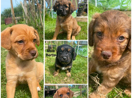 Mixed Breed Puppies