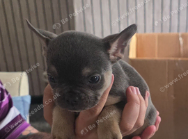 French bulldog puppies