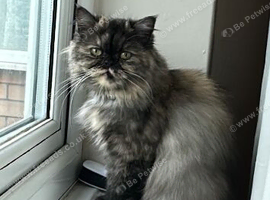Looking for her forever home