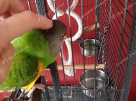 Senegal parrot