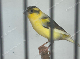 Small yellow variegated hen canary