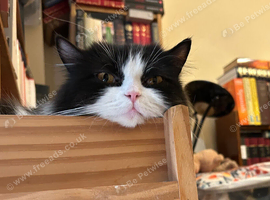 Persian mix female