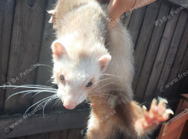Working Jill ferret for sale