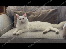 2 Maine coon  kittens 8.5 weeks old