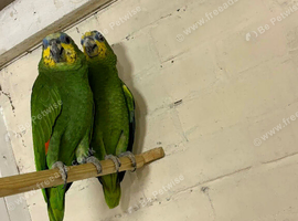 Proven pair of orange winged  Amazon