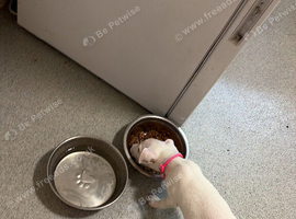 Jack Rusell puppy,
