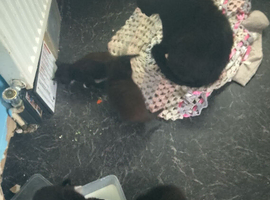 4 female kittens