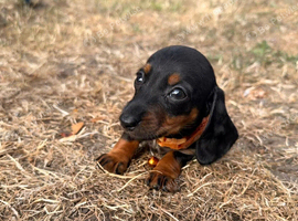 2 LEFT MINIATURE DACHSHUND PUPPIES