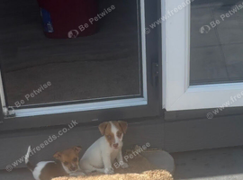 Jack Russell pups