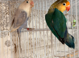 Lovely DNAd Pair of lovebirds available