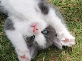 4 Beautiful mixed breed kittens