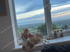 URGENT bengal X needing forever home